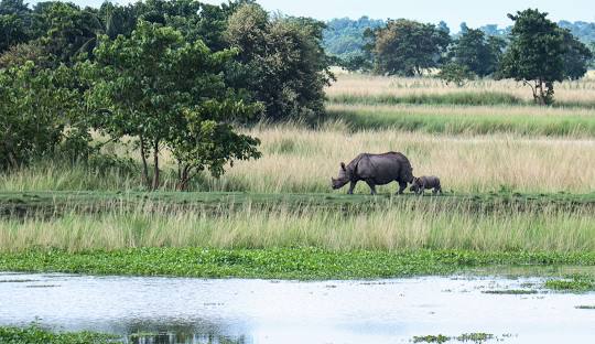 Assam